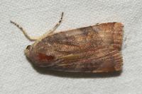 Noctua janthe/janthina