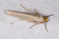 Eilema caniola