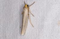 Eilema caniola