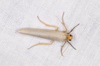 Eilema caniola