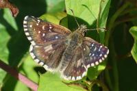 Pyrgus armoricanus