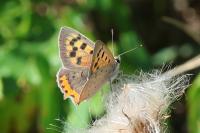 Lycaena phlaeas