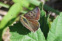 Lycaena tityrus