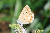 Polyommatus icarus