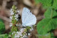Celastrina argiolus