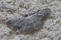 Idaea seriata