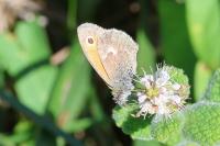 Coenonympha pamphilus