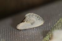 Cilix glaucata