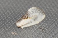 Cilix glaucata