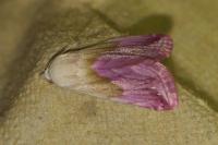 Eublemma purpurina