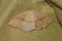 Cyclophora punctaria