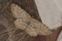 Hypomecis punctinalis