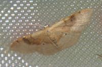 Idaea degeneraria