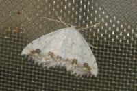 Scopula ornata