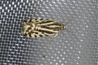 Emmelia trabealis