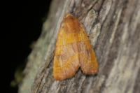 Atethmia centrago