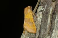 Atethmia centrago