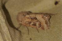 Luperina dumerilii