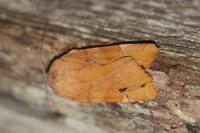 Noctua fimbriata