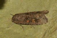 Spodoptera exigua