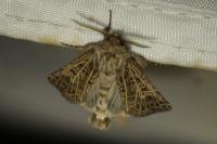 Tholera decimalis