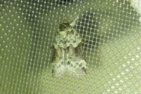 Nycteola siculana