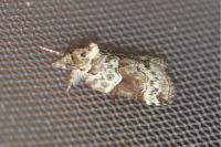 Nycteola siculana