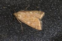 Loxostege sticticalis