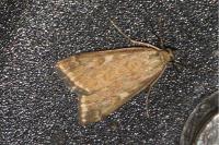 Loxostege sticticalis