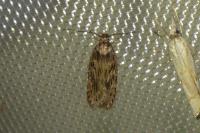 Depressaria daucella