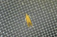 Coptotriche marginea