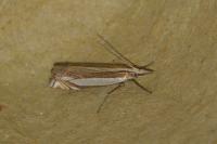 Crambus pascuella