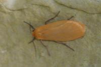 Wittia sororcula