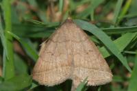 Zanclognatha lunalis