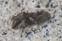 Autographa gamma