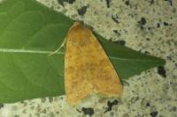 Cirrhia gilvago
