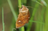 Eupsilia transversa
