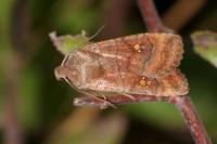 Eupsilia transversa