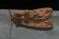 Lithophane semibrunnea