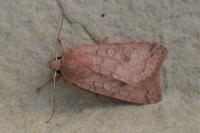 Sunira circellaris