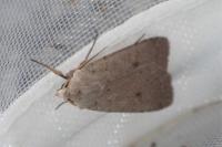 Xestia castanea