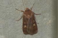 Xestia xanthographa