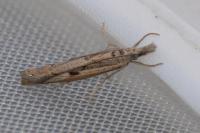 Agriphila geniculea