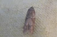 Blastobasis glandulella