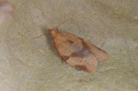 Clepsis consimilana