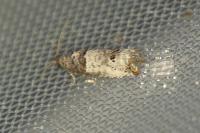 Notocelia incarnatana