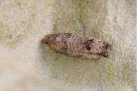 Notocelia incarnatana