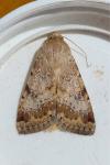 Heliothis nubigera