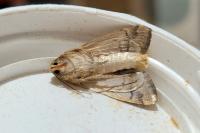 Heliothis nubigera