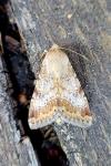 Heliothis nubigera